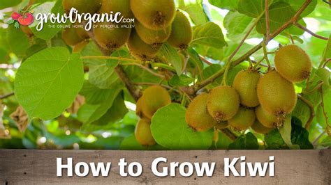 How to Grow Organic Kiwi - YouTube