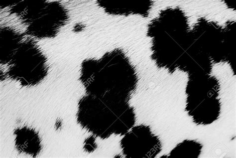 Faux fur fabric, Cow print, Black and white cow print