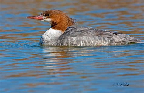 fred walsh photos: Common Merganser, female