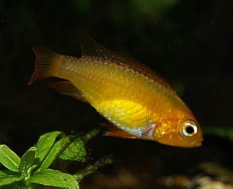 Apistogramma agassizii fire red - female - Bluegrassaquatics.com