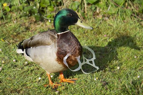 File:Litter duck.jpg - Wikimedia Commons