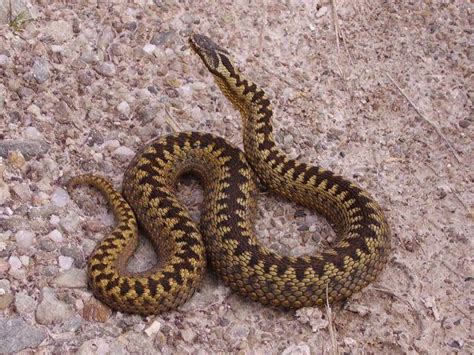 The Surprisingly Common Adder: Fact & Folklore of Britain's Only Venomous Snake - Urban Ghosts Media