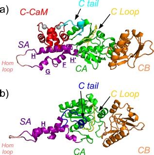 X-ray crystallographic structure of the catalytic domain (AC) of the... | Download Scientific ...