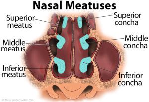 nasal meatus