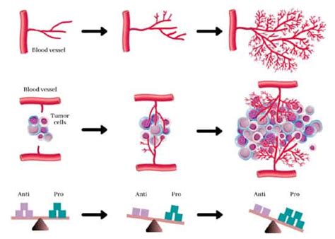 The Angiogenesis Process and Its Therapeutic Uses