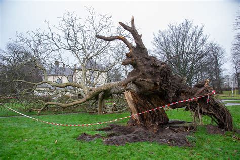 How old was Elgin's felled walnut tree?