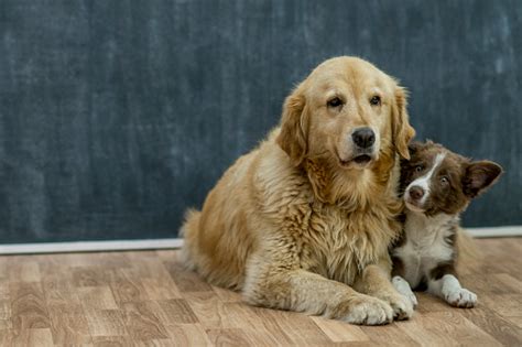 Family Pets Stock Photo - Download Image Now - iStock