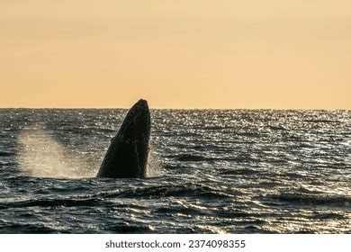 Humpback Whale Breaching Sunset Pacific Ocean Stock Photo 2374098355 | Shutterstock