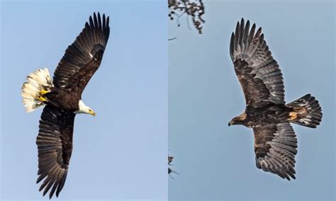 Golden Eagles Vs Bald Eagles: Differences & Comparison