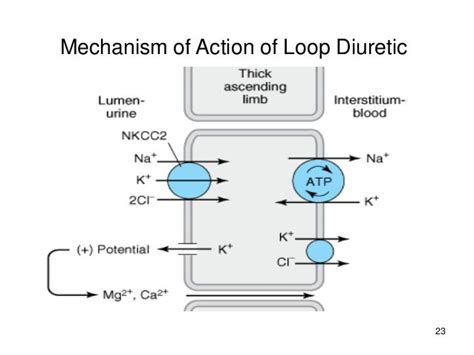 digitales.com.au - para q sirve el alopurinol 300 mg | Right! mechanism of action of thiazide ...