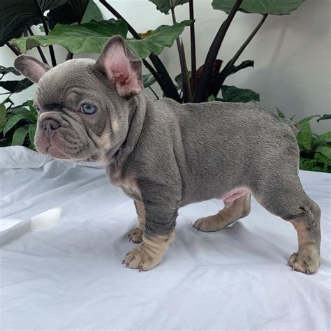 Frenchie puppies for sale/Frenchie puppies for sale near me