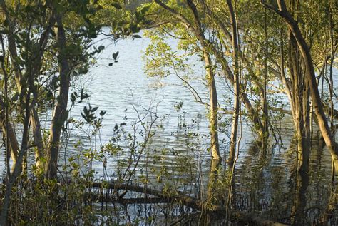 Swamp plants in wetland ecosystem-4079 | Stockarch Free Stock Photos