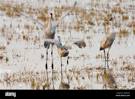 Sandhill Cranes' Mating Dance Stock Photo - Alamy