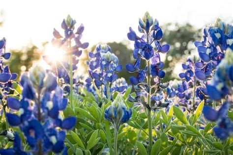 Get to Know the Wildflowers of Central Texas