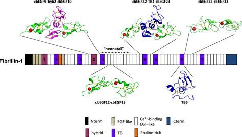 Dissecting the Fibrillin Microfibril: Structural Insights into ...