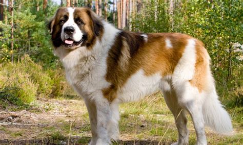 10 Most Popular Russian Dog Breeds