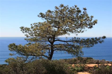 A torrey pine tree and the Pacific Ocean | Flickr - Photo Sharing!