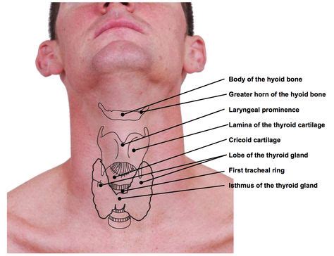 12 Throat anatomy ideas in 2021 | throat anatomy, dysphagia therapy ...