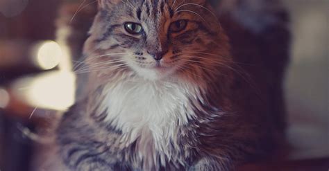 Close Up Photo of Cat Lying on a Stool · Free Stock Photo