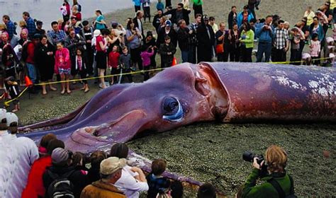 DQ "In Cape Town, an Extraordinary Phenomenon Unfolds: A Rare Giant Squid, Sporting a Fist-Sized ...