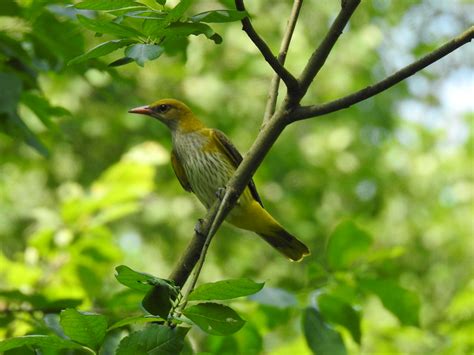 Eurasian Golden Oriole ♀ (Oriolus oriolus) | Eero Kiuru | Flickr