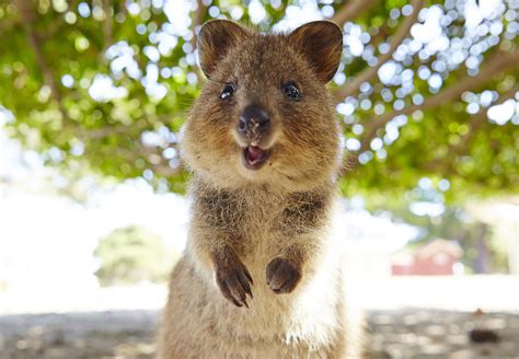 REX-Rottnest Island-Smiling Quokka_1920 – Journey Beyond