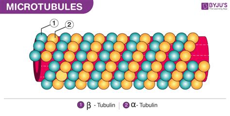 What are Microtubules? - Definition, Structure, Function