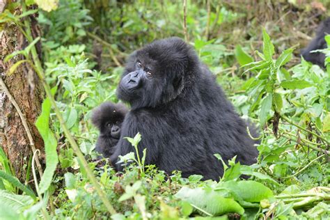 Gorilla trekking tips: what to know before you go | TouristSecrets