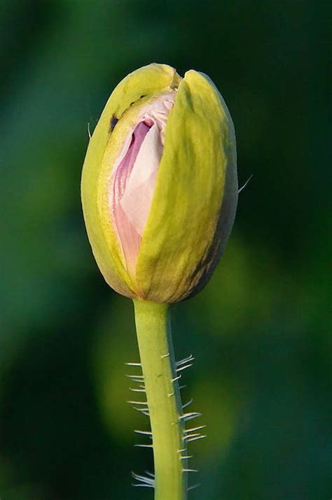 Close-up Photo of a Flower Bud · Free Stock Photo