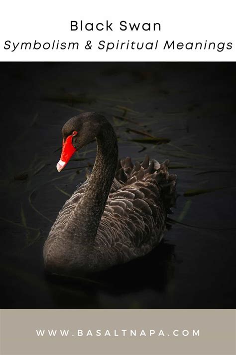 Black Swan Symbolism & Spiritual Meanings