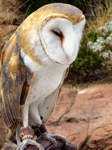 Desert Owl, Sonora Desert Museum, Arizona, 2005 | UPICTURE