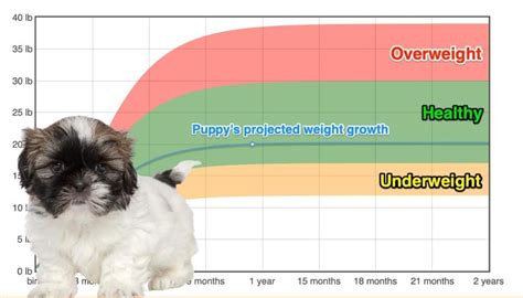 Shih Tzu Weight+Growth Chart 2024 - How Heavy Will My Shih Tzu Weigh? | The Goody Pet