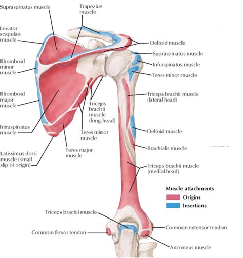 Infraspinatus and Teres Minor | Muscle anatomy, Shoulder anatomy, Body ...