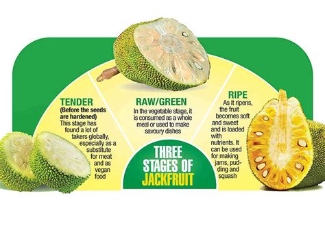 jackfruit: Kerala jackfruit: Jack of all traits | Kochi News - Times of India