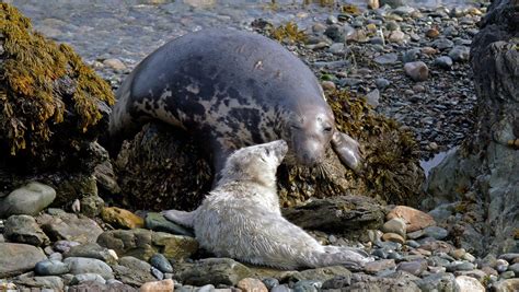 Atlantic Grey Seal Pups in Wales 2024-2025 - Rove.me