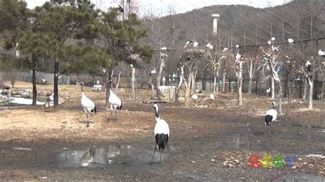 두루미의 구애행동 ( Red Crowned Crane Dance ) - YouTube