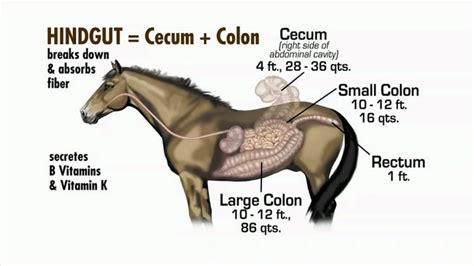 digestive system diagram hd pics