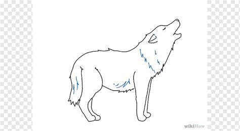 How To Draw A Grey Wolf - Bottlejoke9