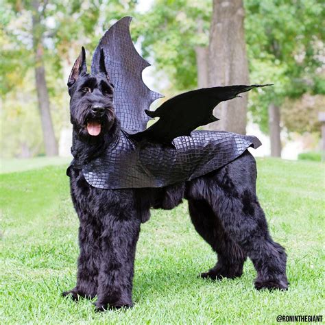 Big Batty Dog Of The Day | Petslady.com | Big dog costumes, Dog dragon costume, Giant schnauzer