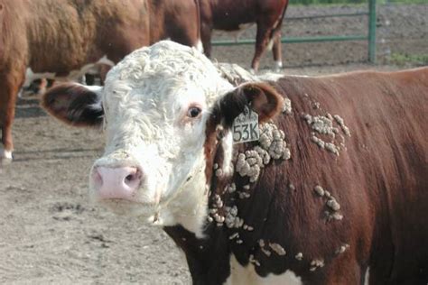 Three common summer cattle diseases - MSU Extension