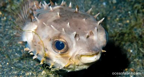 Are Puffer Fish Poisonous?[Explained] - Ocean Fauna
