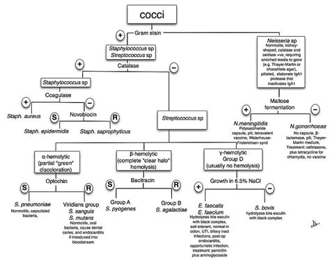 Top Unknown Gram Negative Bacteria Flow Chart HD wallpaper | Pxfuel