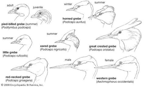 Grebe | bird | Britannica.com