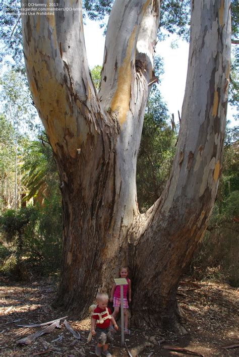 PlantFiles Pictures: Red River Gum (Eucalyptus camaldulensis) by kennedyh