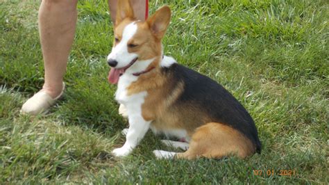 Rescuers Struggle With Surrender of Pandemic Corgi Puppies | wwltv.com