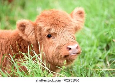 Scottish Highland Baby Calf Stock Photo 702931966 | Shutterstock