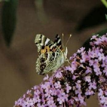 The Butterfly House - Botanical Gardens - Chesterfield - Chesterfield ...