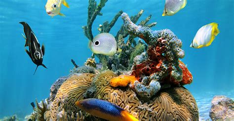 Caribbean Sea Life: The List Of the Most Beautiful Marine Animals