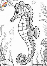 Coloring Pictures Of Seahorses Free Printables sketch template