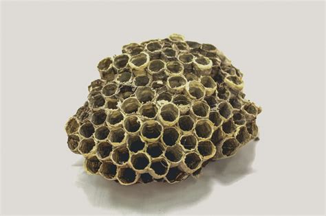 Bee Hive Honey Free Stock Photo - Public Domain Pictures